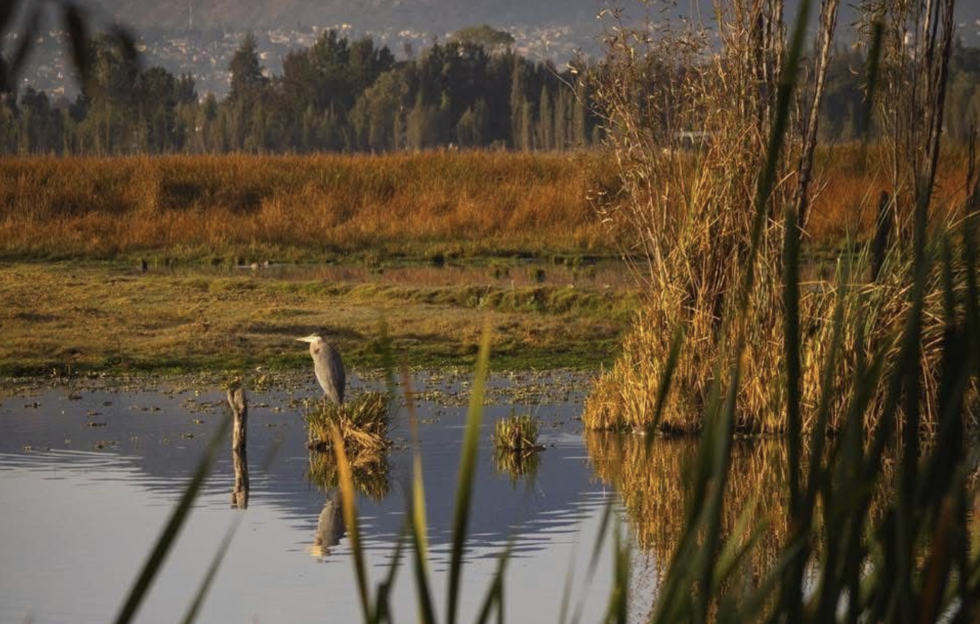 Humedales de la CDMX: Generadores de agua y refugio de biodiversidad